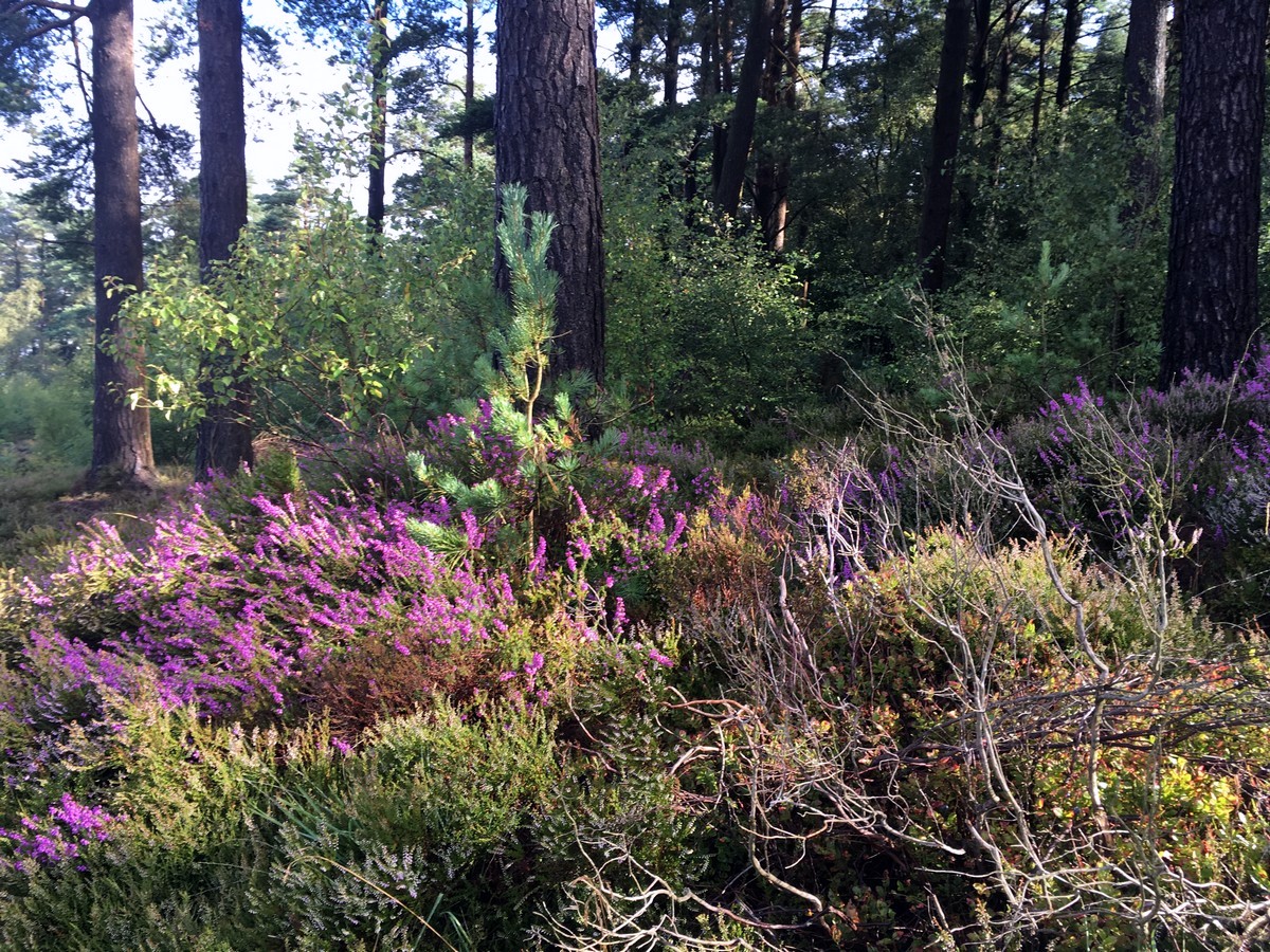 South Downs National Park Native Heather and Gorse